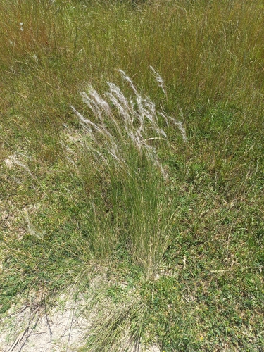 South American Rice Grass (Jarava plumosa)