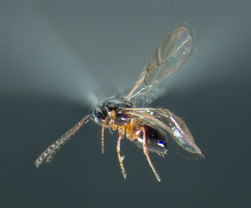 Figitidae