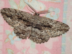 Scioglyptis canescaria