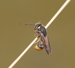 Masarinae