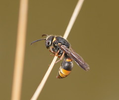 Masarinae