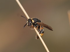 Masarinae