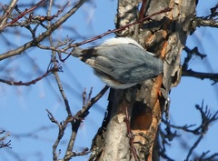Sitta europaea albifrons