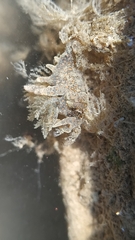 Thecacera