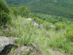 Agapanthus campanulatus