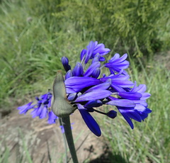 Agapanthus campanulatus