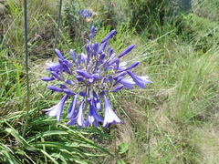 Agapanthus campanulatus