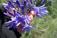 Agapanthus campanulatus