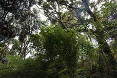 Pseudopanax discolor