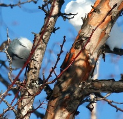 Crataegus chlorosarca