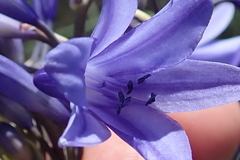 Agapanthus campanulatus