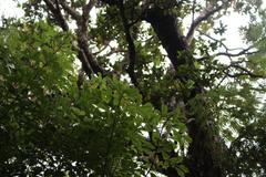 Pseudopanax discolor