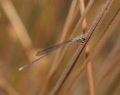 Rhadinosticta simplex