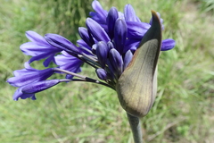 Agapanthus campanulatus