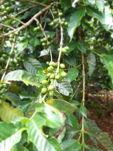 Coffee