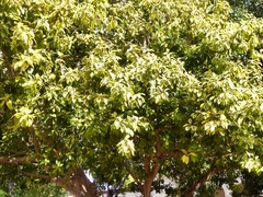 Magnoliopsida