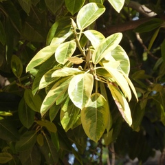 Magnoliopsida