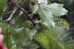Pseudopanax discolor