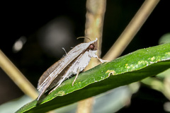 Hypospila bolinoides