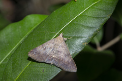 Hypospila bolinoides