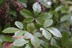 Pseudopanax discolor