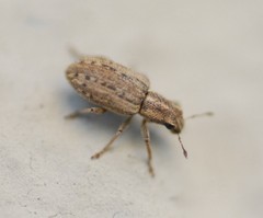 Sitona macularius