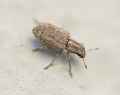 Sitona macularius