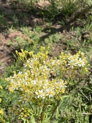 Senecio pentactinus