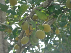 Terminalia tetraphylla