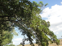 Terminalia tetraphylla