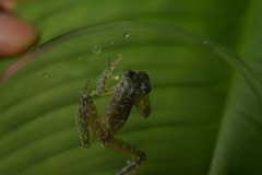 Cochranella mache