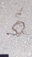 Elaphe quatuorlineata