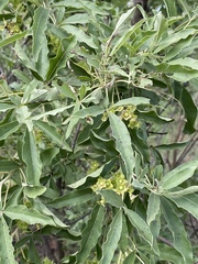 Vitex rehmannii