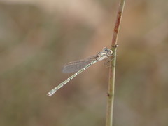 Austrolestes aridus