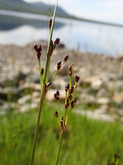 Juncus gerardi atrofuscus