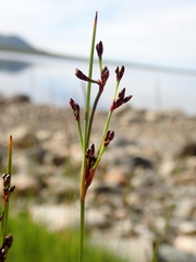 Juncus gerardi atrofuscus