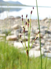 Juncus gerardi atrofuscus