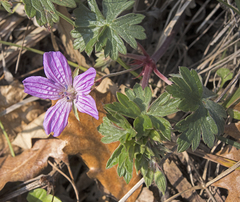 Geranium asphodeloides