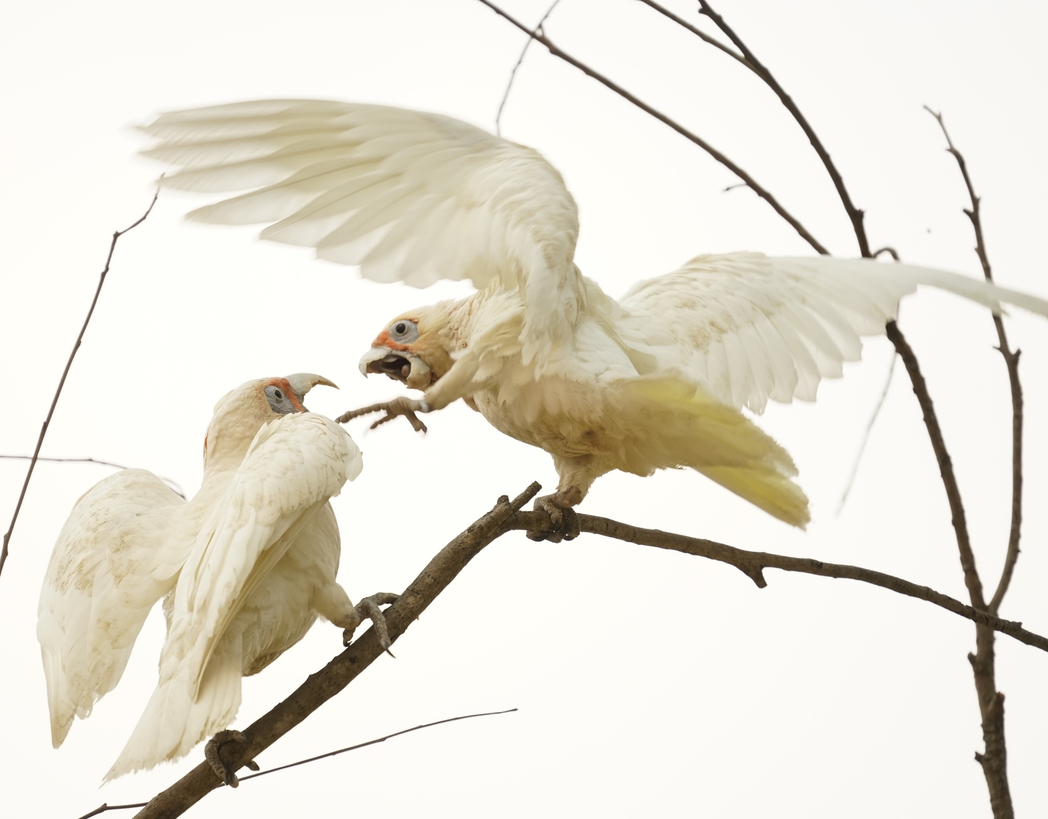 Long-billed Corella illustration