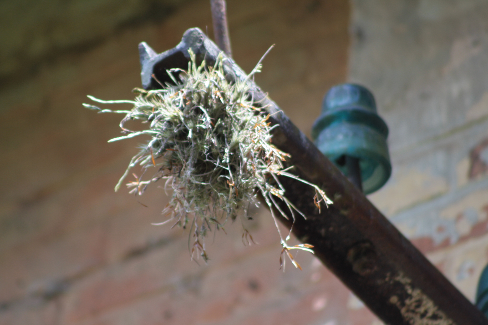 Tillandsia tricholepis
