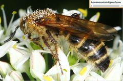 Megacampsomeris prismatica