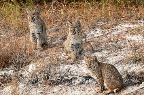 Bobcat photographed in Alabama