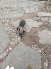 Sciurus vulgaris