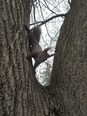 Sciurus vulgaris
