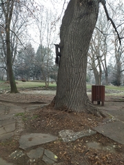 Sciurus vulgaris