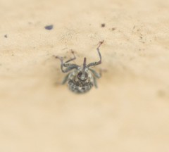 Ceutorhynchus pallidactylus