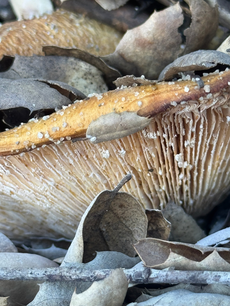 Lactarius alnicola · December 2025 · photo: © klicklo (iNaturalist, cc-by)
