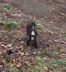Sciurus vulgaris
