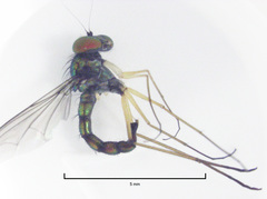 Parentia titirangi