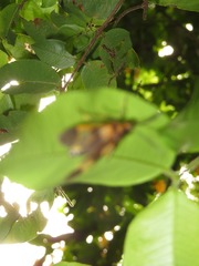 Dycladia